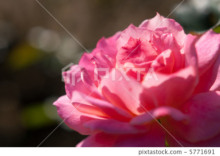 Disneyland Rose 5771691