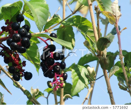 Fruit of a young pear 5771692