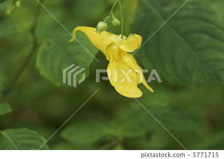 Kitsurifune Kitsurifune 5771715