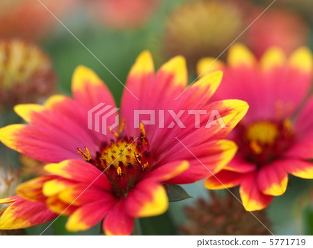 Tenguiku花 5771719