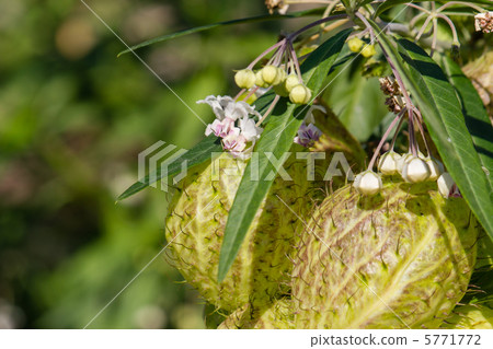 Fusenia towata 5771772