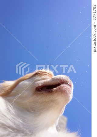 打噴嚏的吉娃娃 打噴嚏的吉娃娃 5771792