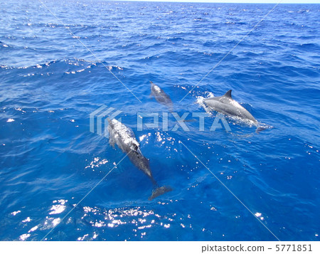 海豚在看 5771851