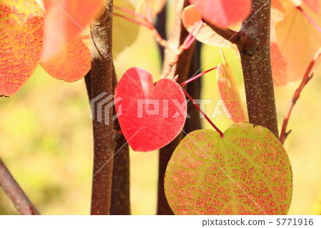 紅色百萬 紅色百萬 5771916