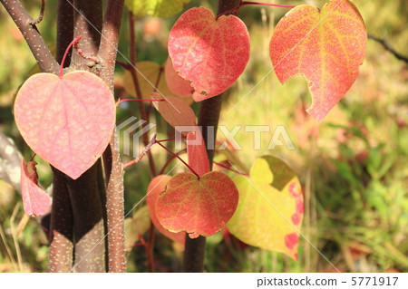 Red Millions 5771917