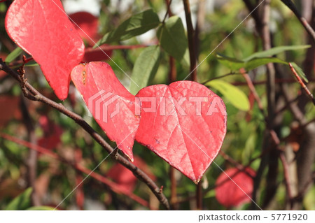 紅色百萬 紅色百萬 5771920