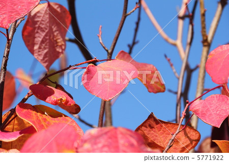 紅色百萬 紅色百萬 5771922