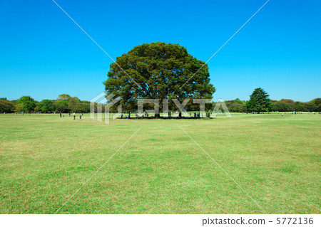 The big zelkova trees and the blue sky of Showa Memorial Park The big zelkova trees and the blue sky of Showa Memorial Park 5772136