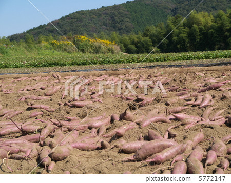 Harvesting sweet potatoes 5772147