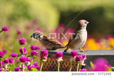 Sparrow Sparrow 5772205