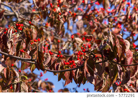 Dogwood Dogwood 5772291