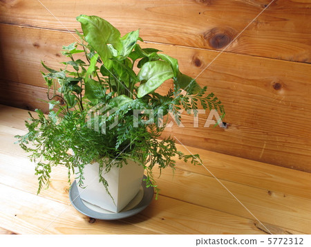 Foliage plant Foliage plant 5772312