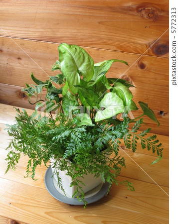 Foliage plant Foliage plant 5772313