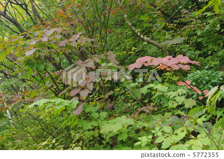 Coloring brown leek Coloring brown leek 5772355