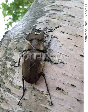高砂深山鍬形蟲 高砂深山鍬形蟲 5772411