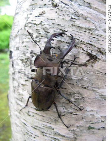 Miyamakuwagata Miyamakuwagata 5772412