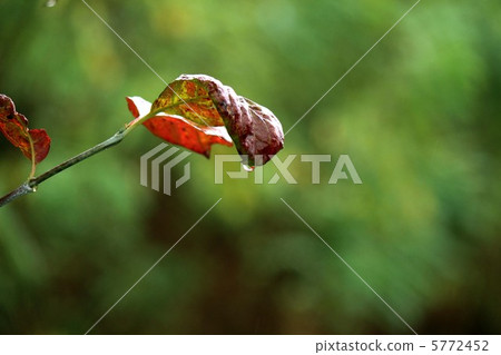 秋天的樹葉 5772452