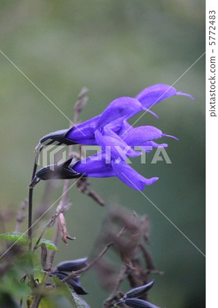 Salvia Galanica Salvia Galanica 5772483