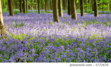Forest where the entire surface is covered with blue bell flowers 5772676