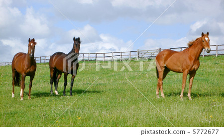 Three competing horses nestling in early summer pastures in the UK 5772677