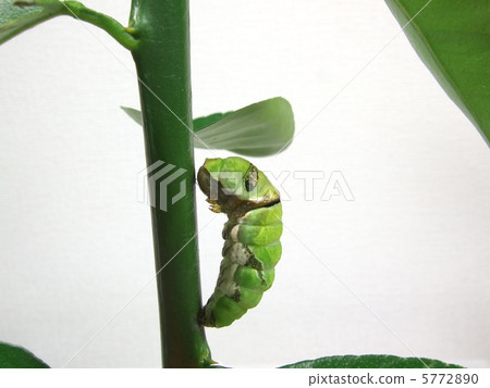 From pre-pupa to pupa (molting scene) 2 From pre-pupa to pupa (molting scene) 2 5772890