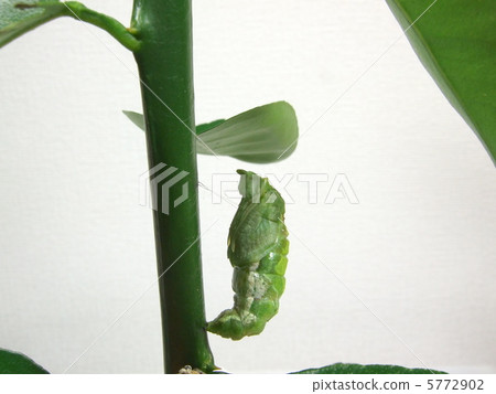 From pre-pupa to pupa (molting scene) 13 5772902