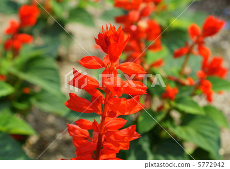 丹參花語：能量丹參芨芨草 5772942