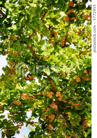 Ginkgo noodles Ginkgo noodles 5772955