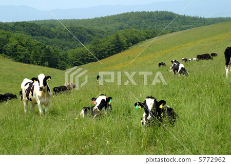 Mountain ranch and cattle Mountain ranch and cattle 5772962