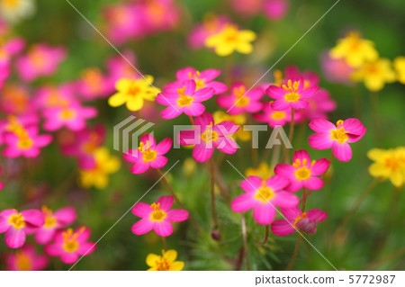 Lepthed Chiffon 5772987