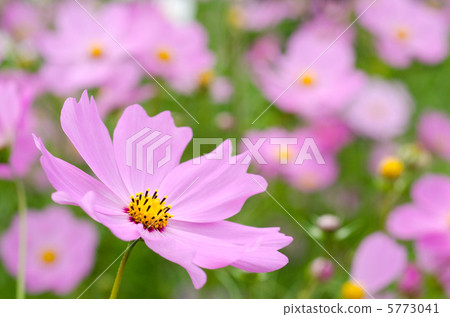 薄粉色波斯菊花 5773041