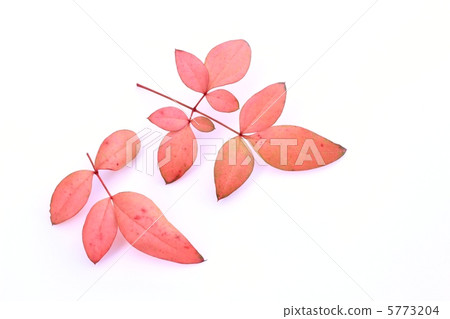 Autumn leaves in southern skies 5773204