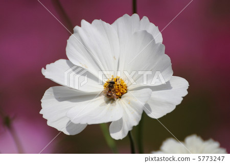 波斯菊白色和蜜蜂 5773247