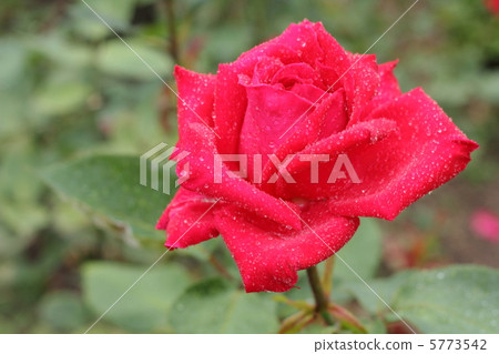 Rose's Christian Dior drop 5773542