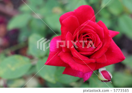 玫瑰的深紅色榮耀 5773585