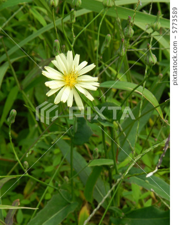 Hosoba aquinonogi (thin leaf autumn nocturna) 5773589
