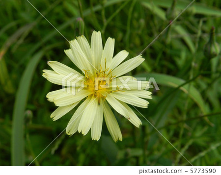 Hosoba aquinonogi (thin leaf autumn nocturna) Hosoba aquinonogi (thin leaf autumn nocturna) 5773590