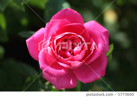 玫瑰粉色和平滴 5773600