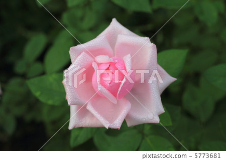 法國玫瑰和玫瑰的隕落 5773681