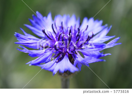 Yagurumagiku(Yagura Masou) Yagurumagiku(Yagura Masou) 5773816