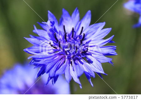 Yagurumagiku（Yagura Masou） 5773817