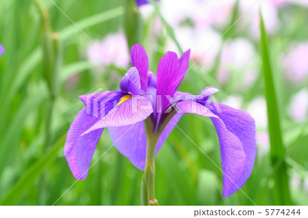 孤立的虹膜與紅紫色直立內花覆蓋顯眼·永井老紫 5774244