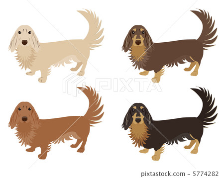 Dachshund Full body 5774282