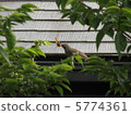 Scene where birds are eating insects August 5774361