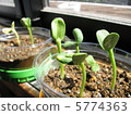 Germination of sunflower April 5774363