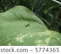 Larva of grasshopper July 5774365