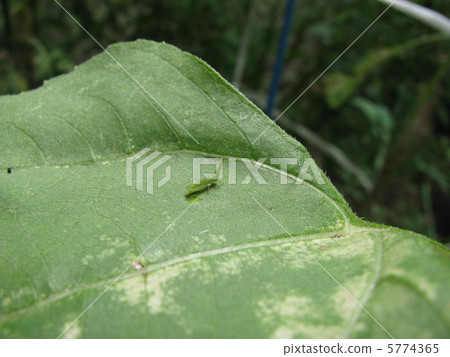 Larva of grasshopper July - Stock Photo [5774365] - PIXTA