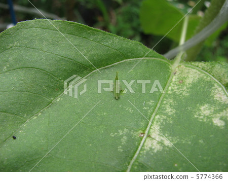 Larva of grasshopper July 5774366