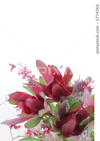 Luka dendron和Astrancia（垂直部分）的安排 5774368