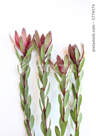 Ruka樹枝狀（垂直） 5774374